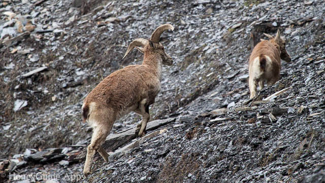The bharal or Himalayan blue sheep or naur (Pseudois nayaur) is a caprid found in the high Himalayas of Nepal, Tibet, China, India, Pakistan, and Bhutan.