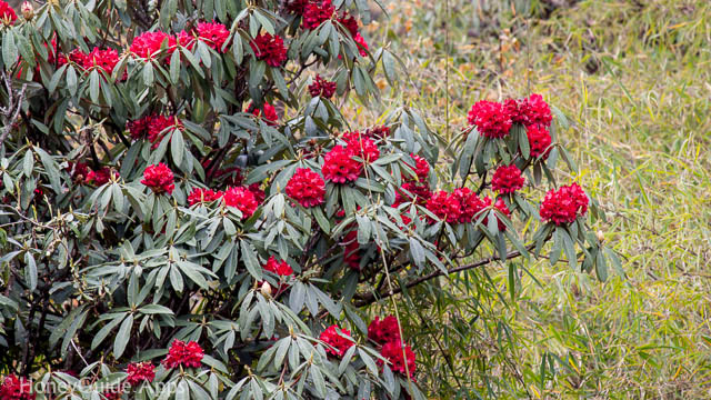 Rhododendron, national flower of Nepal