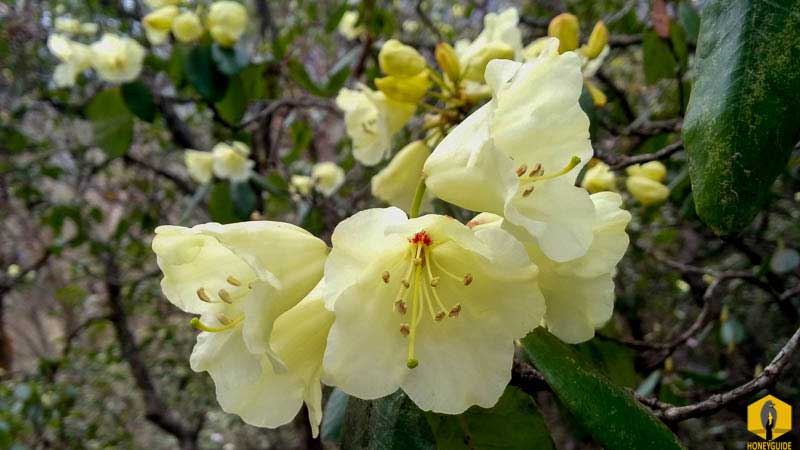 Yellow Rhododendron in Everest region of Nepal.