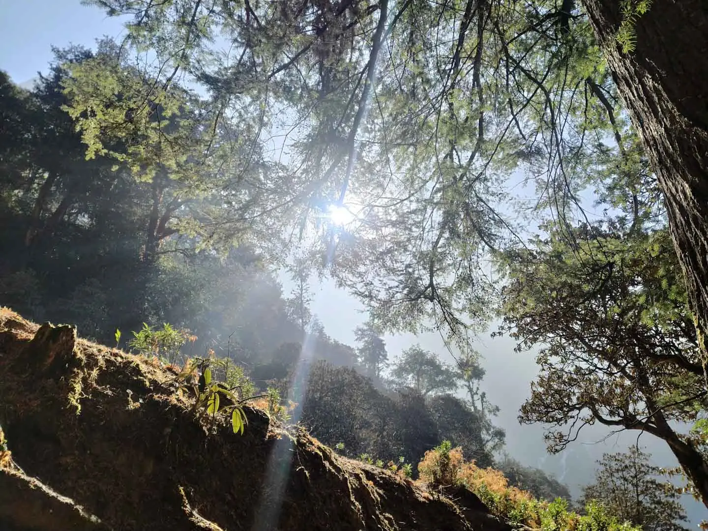 Sunlight shining through conifer branches above a mossy rock ledge