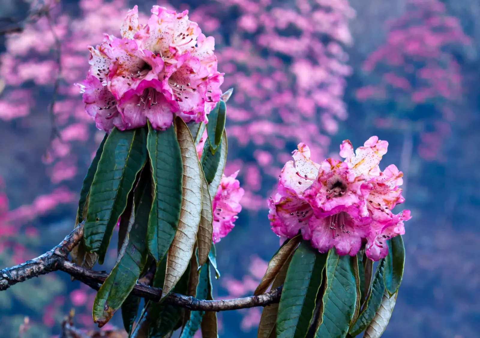 Pink rhododendron blooms against a hillside of flowering trees