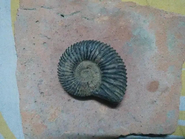 Shaligram Upper Mustang