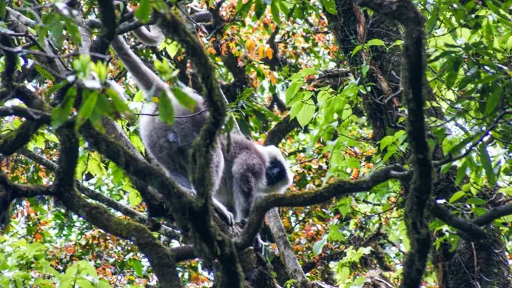 Grey langur with a black face climbing through tree branches