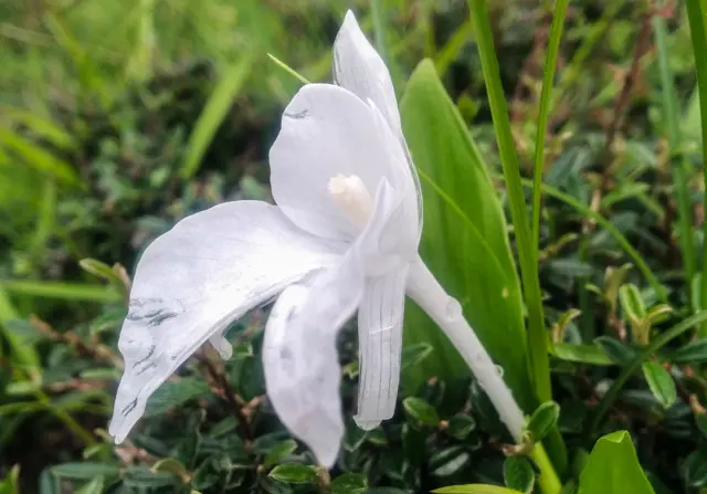 White orchid-like Roscoea flower among grass and leaves