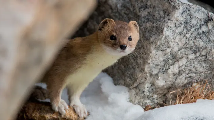 Brown and cream weasel peering out from rocks beside snow