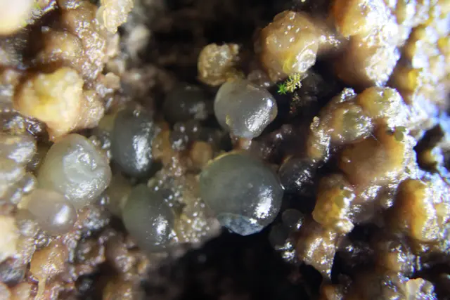 Close-up of glistening rounded growths on a cave wall