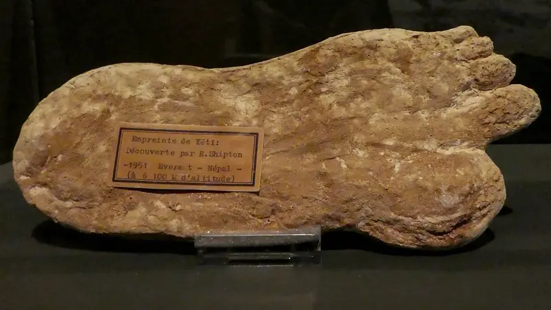 Museum cast of a large footprint said to be a yeti's, labelled Shipton 1951