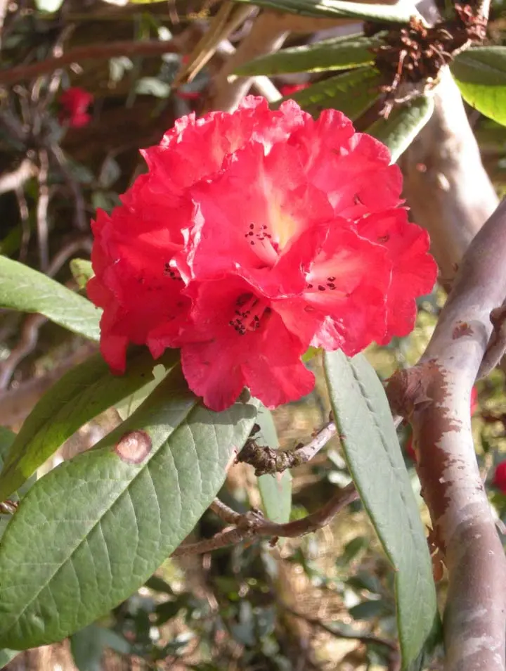 Barbed-staked Rhododendron