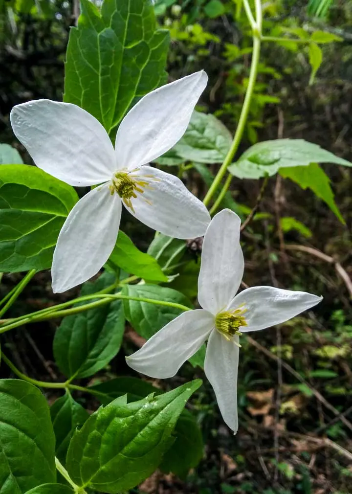 Anemone Clematis
