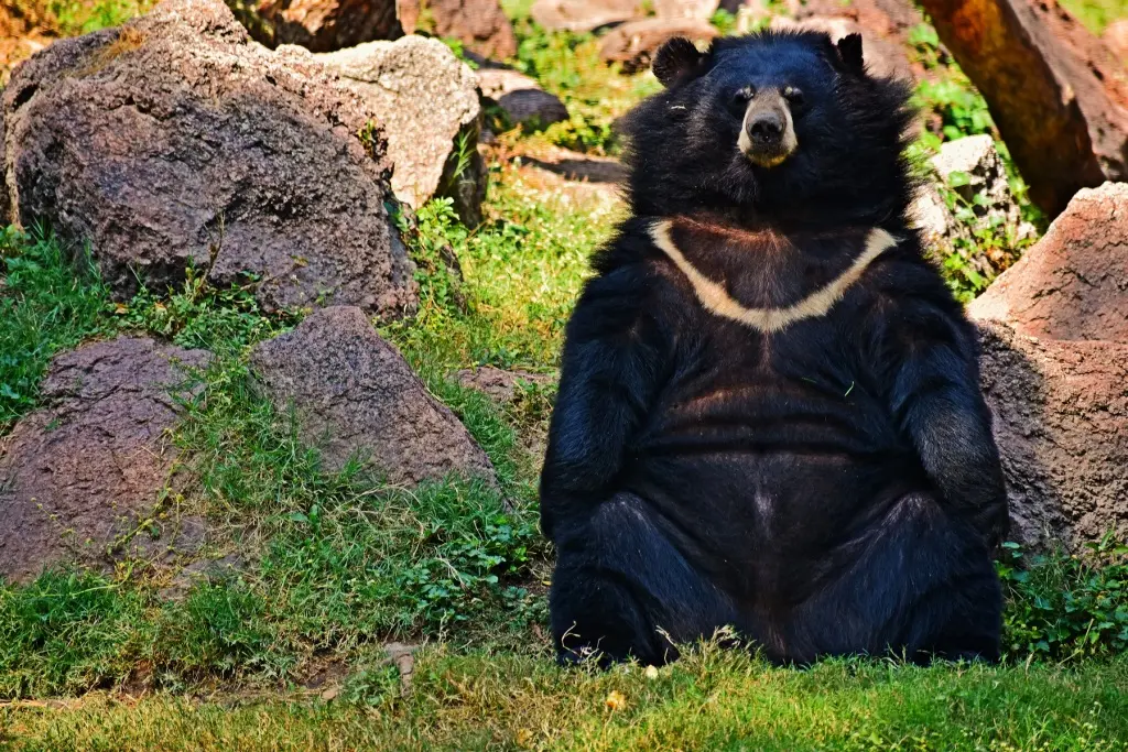 Black bear with a cream V on its chest sitting on grass among rocks