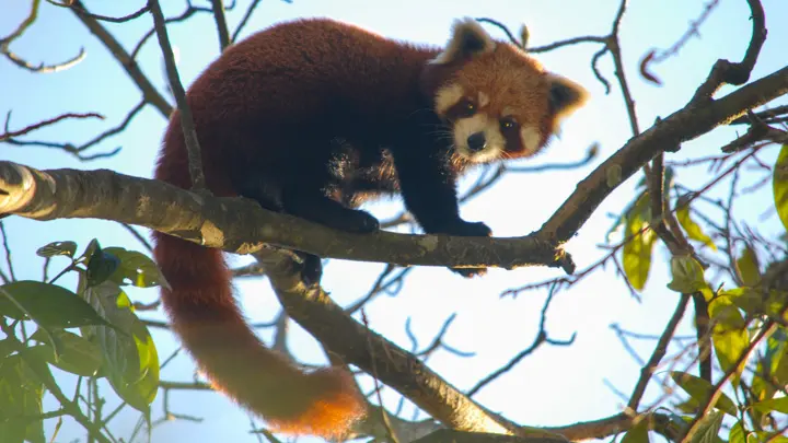 Red panda resting on a tree branch