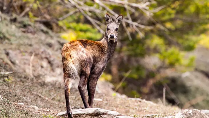 Musk deer standing on a forest slope, looking back