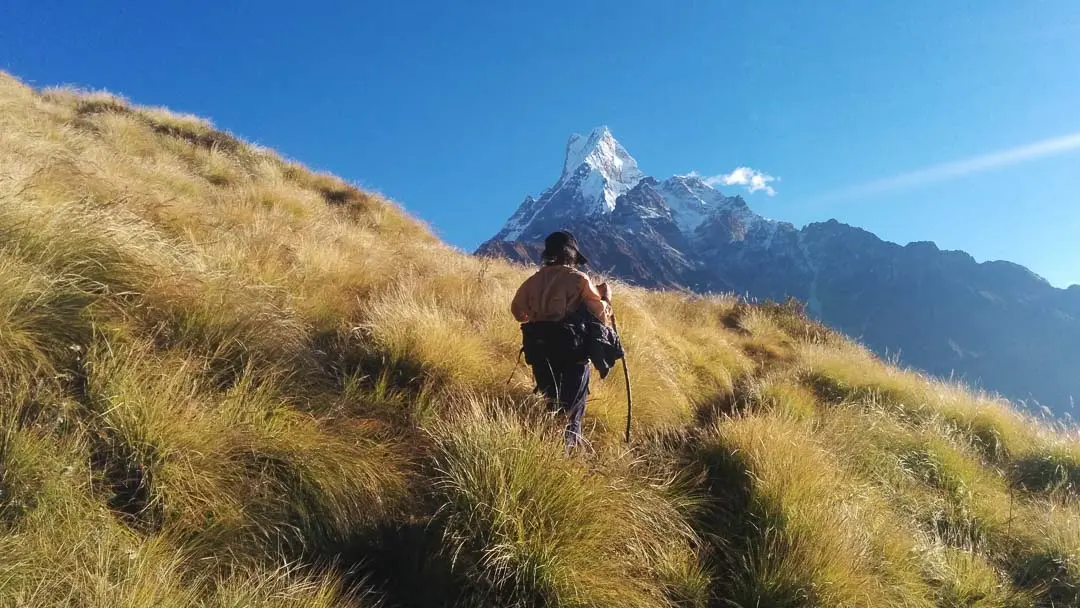 Trekker climbing a grassy ridge towards Machhapuchhre mountain