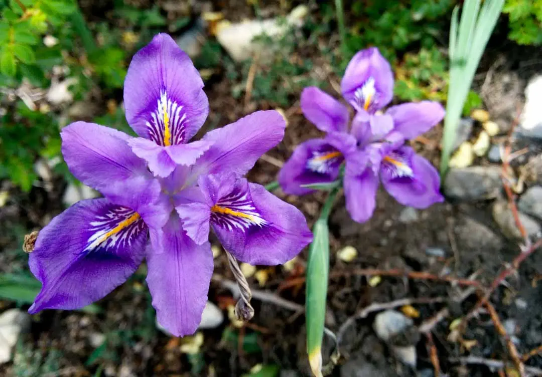 Kumaon Iris