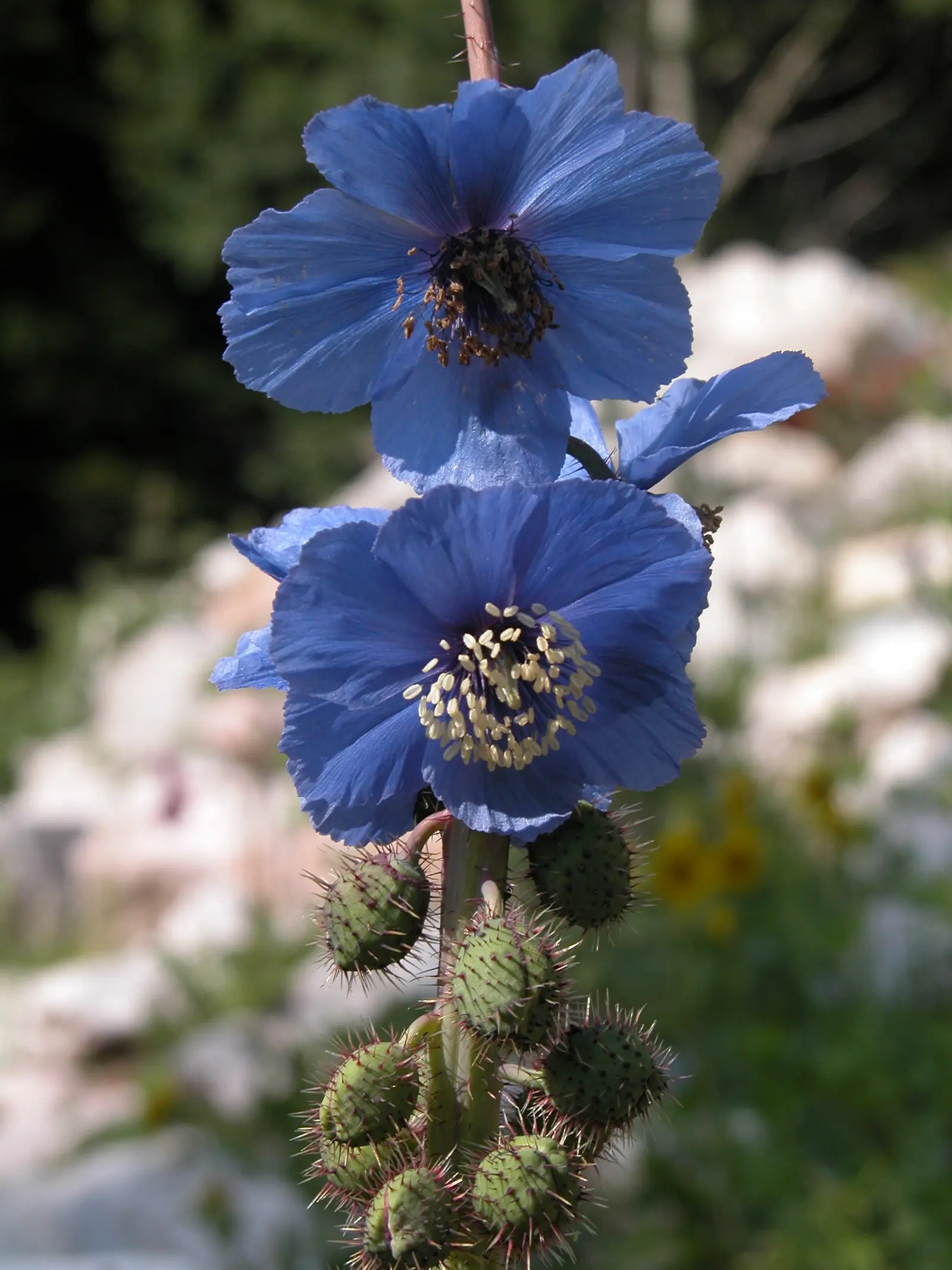 Meconopsis horridula