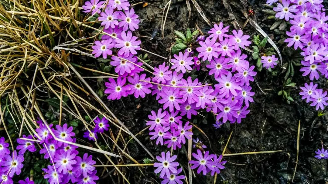 Primula
