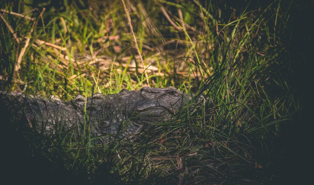 Fauna of West Nepal