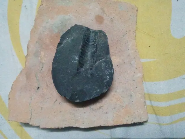 Fossils in Upper Mustang