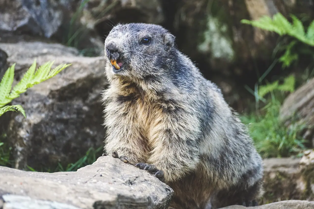 Marmot sitting up on a rock among ferns