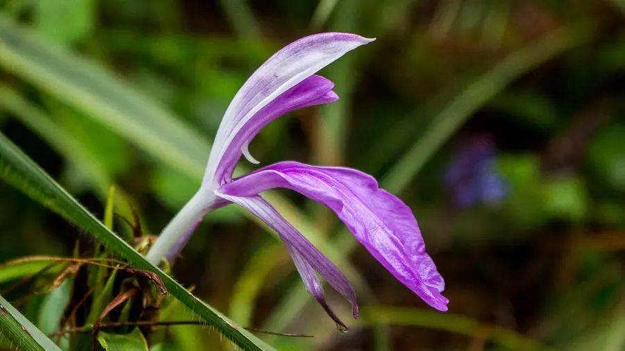 Roscoea Lily