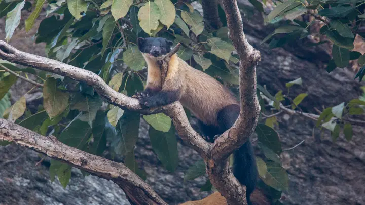 Yellow-throated marten with a dark head perched on a tree branch