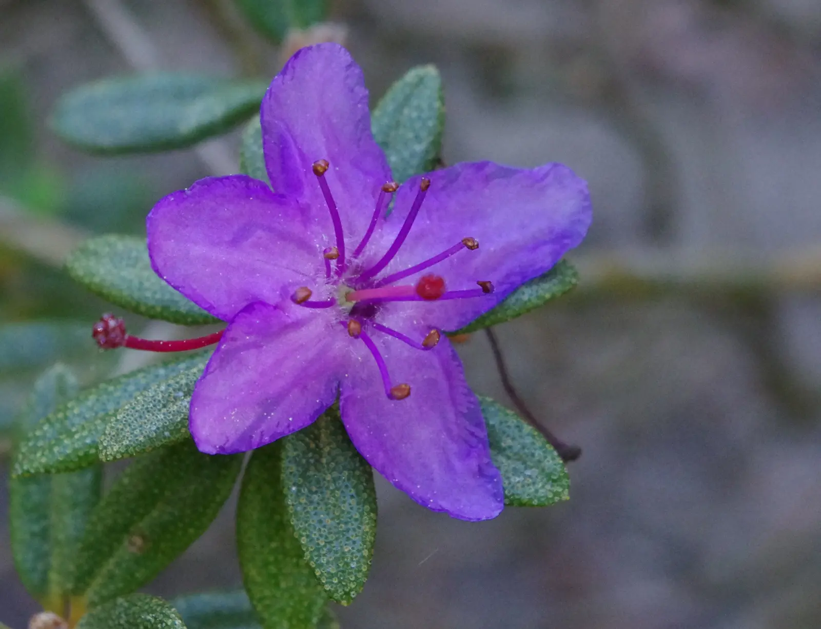 Rhododendron nivale PC: ÖBG Bayreuth