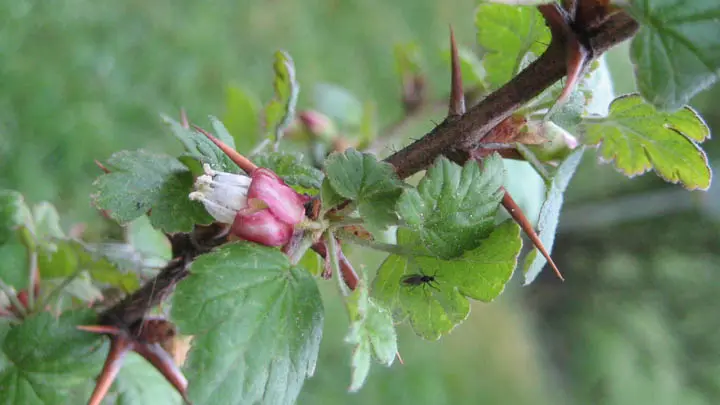 Asian Gooseberry
