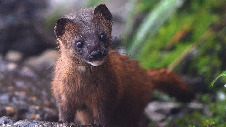 Himalayan Weasel
