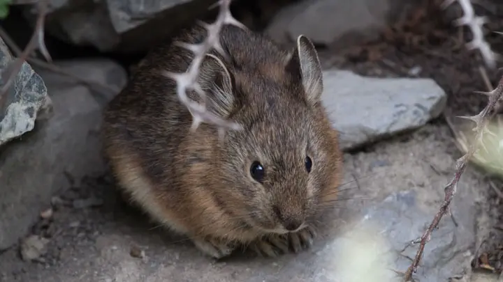 Royle’S Pika