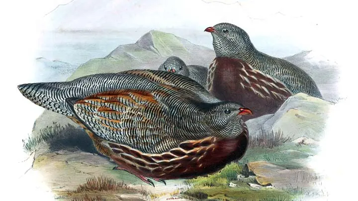 Snow Partridge