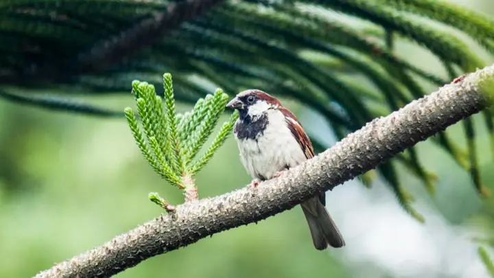 House Sparrow
