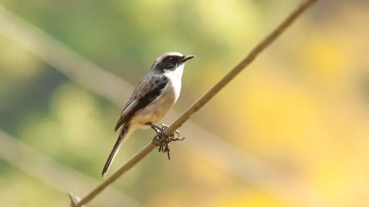 Grey Bushchat