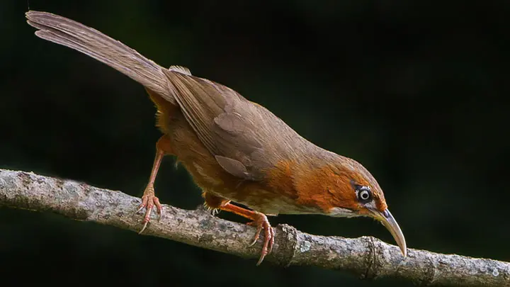 Rusty Cheeked Scimitar Babbler