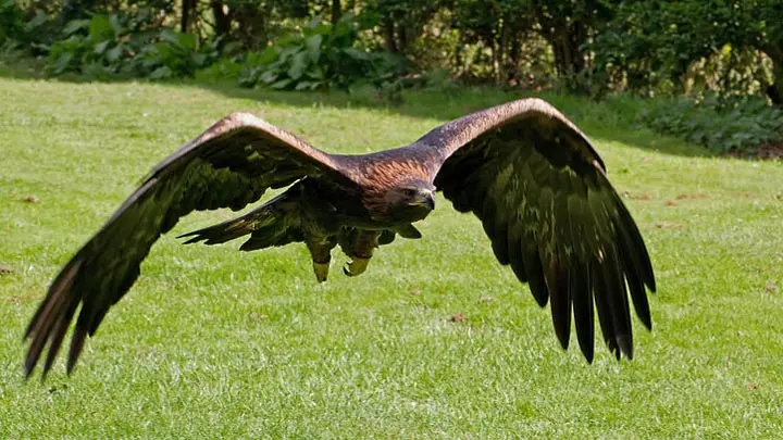Golden Eagle