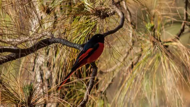 Long Tailed Minivet