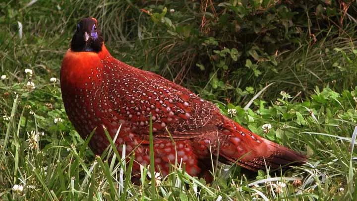 Satyr Tragopan