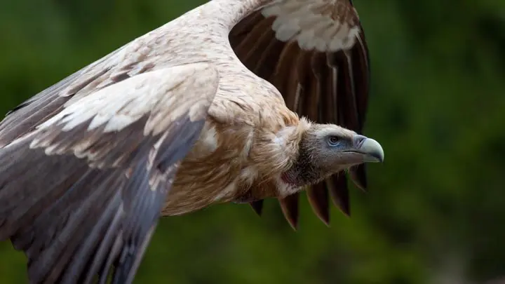 Himalayan Griffon