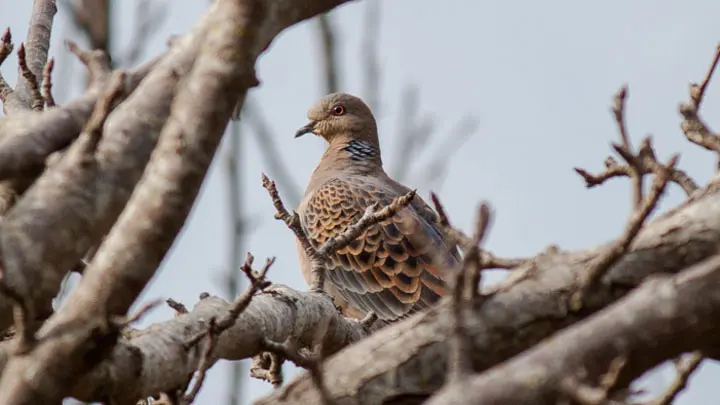 Oriental Turtle Dove