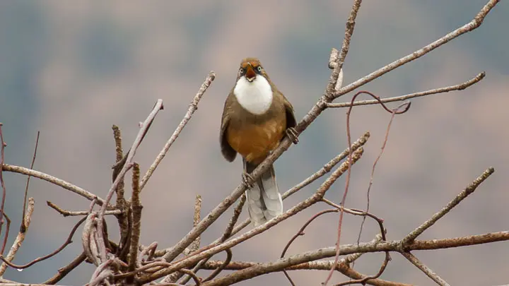 White Throated Laughingthrush