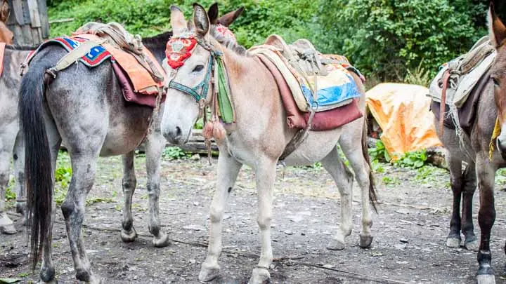 Mules