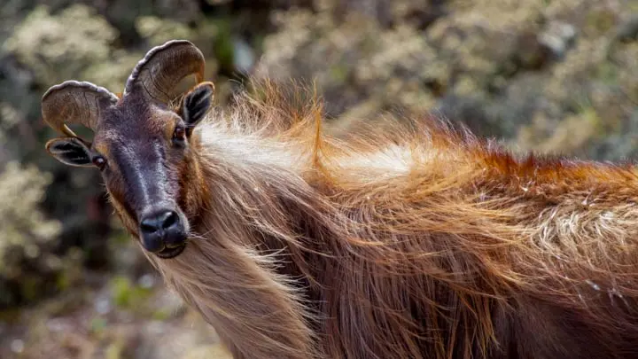 Himalayan Tahr