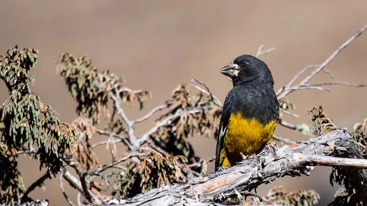 White Winged Grosbeak