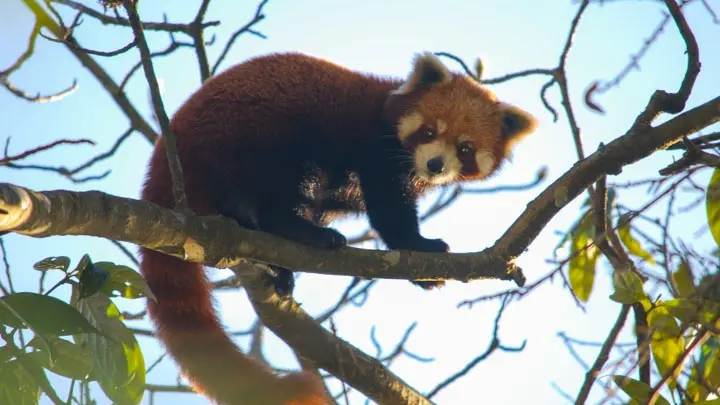 Red Panda