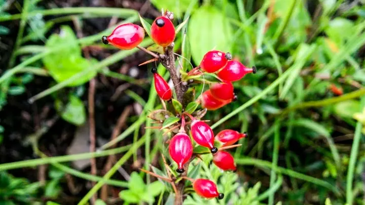 Barberry