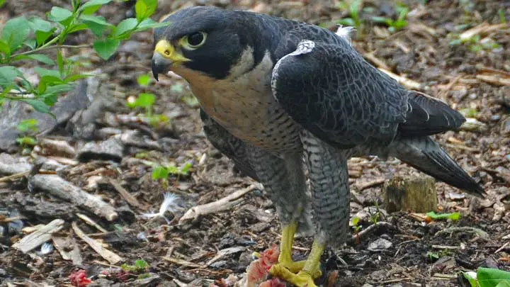 Peregrine Falcon