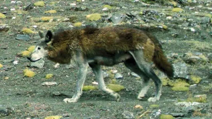 Tibetan Wolf