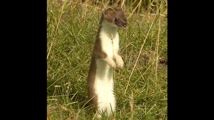 Ermine