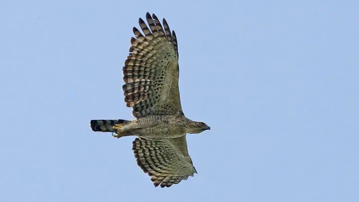 Mountain Hawk Eagle