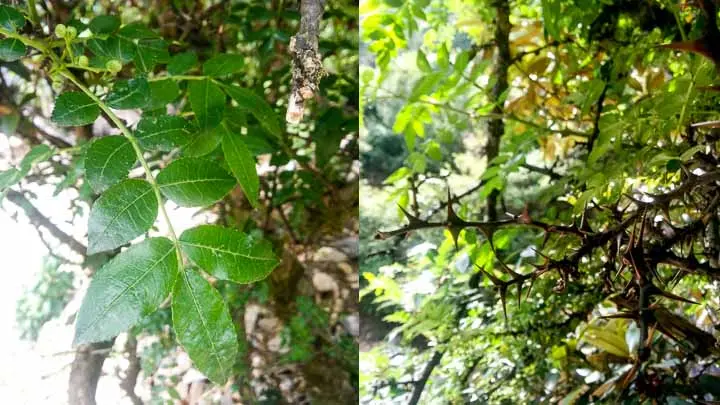 Prickly Ash