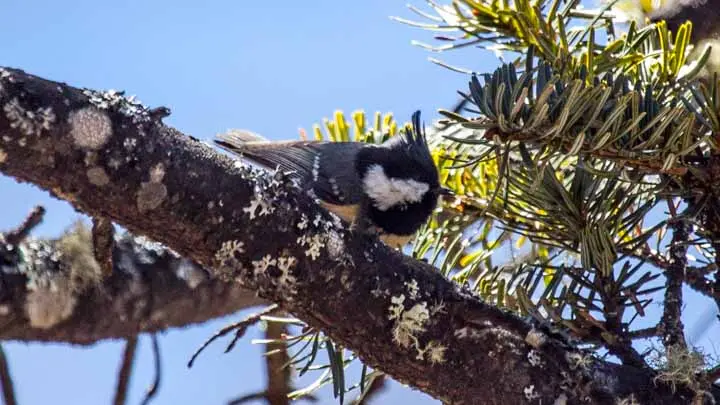 Coal Tit